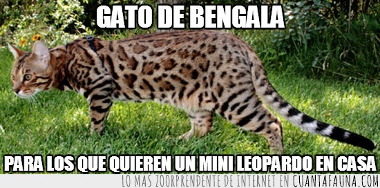 gato leopardo,cruce,Gato de bengala,híbrido
