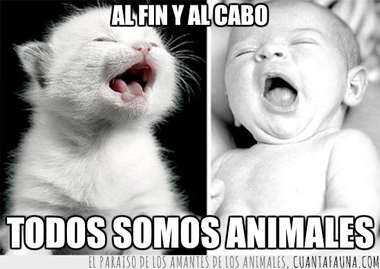 blanco y negro,gatito,bostezo,animales,bebé,gato