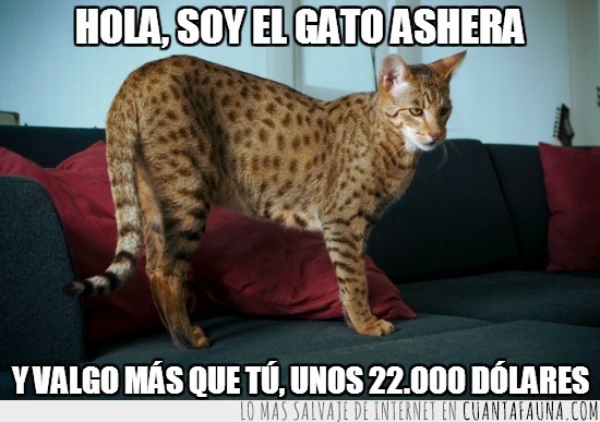 2583 - El gato ashera y su valor