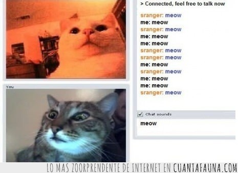internet,chat roulette,chat,gatos,videochat,miau miau,meow meow