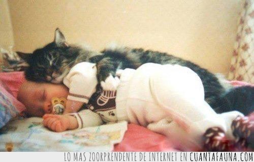 mascota,humana,bebe,gato,abrazar,dormir