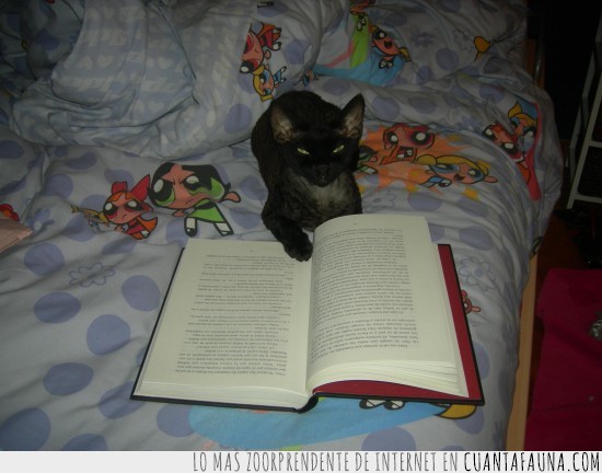 gato,mirada asesina,leer,buena lectora,libro,cama