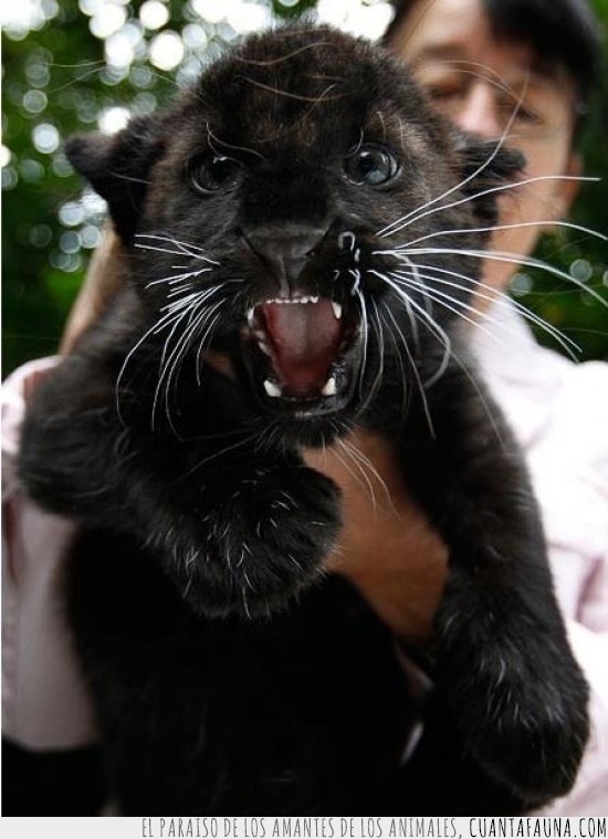 un gato grande,cachorro,cria,pantera,negro,negra,bebe