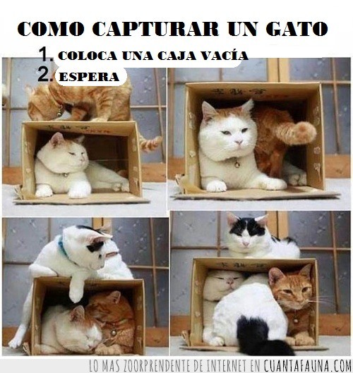 guía,gato,capturar,caja