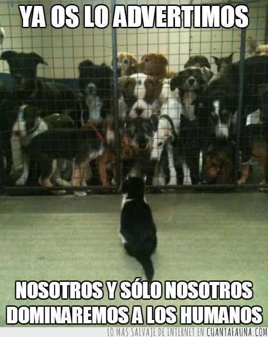perros,dominación,gatos,jaula,valla,cárcel