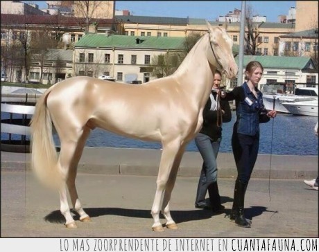 16437 - Y ÉSTE, SEÑORES - Es considerado el caballo más hermoso del mundo