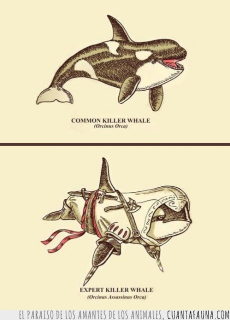 orca,ballena,cuchillos,assassins creed,asesino