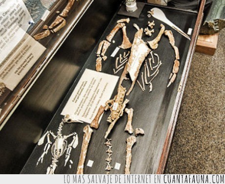 pinguino,restos,huesos,antártida,insolito