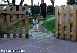 puerta,fallo,perro,palo,grande,vallas,pasar