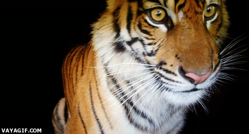 belleza,mirada,tigre