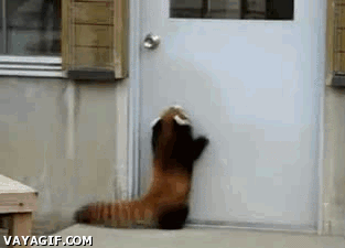 puerta,entrar,saltar,panda rojo