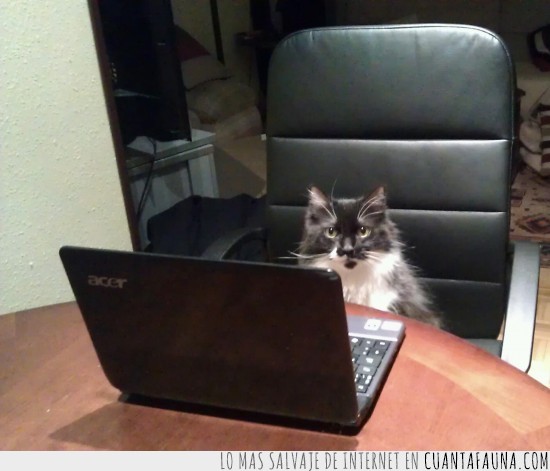 silla de oficina,portatil,ordenador,gato ejecutivo,presidente,jefe