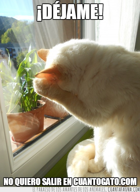 foto,tímido,ventana,gato blanco