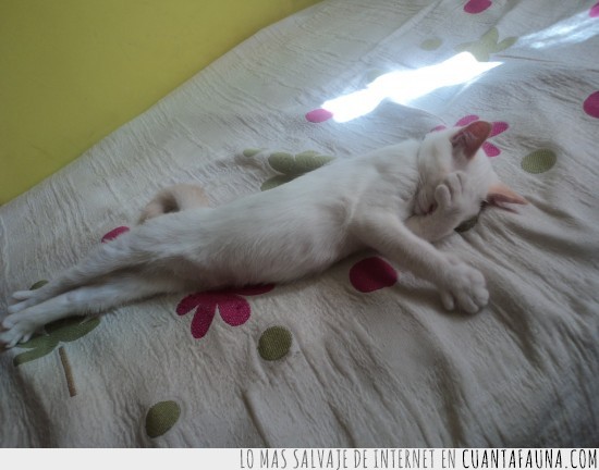 cama,estirado,tumbado,gato,facepalm