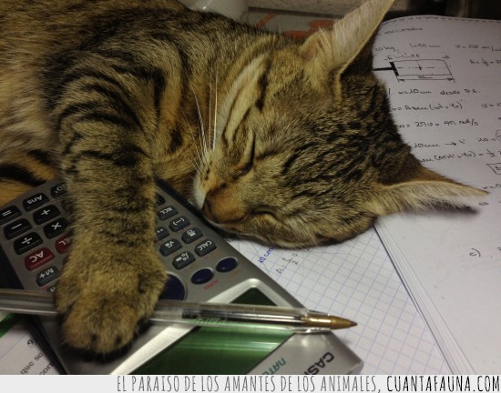 gato,calculadora,boligrafo,casio,dormir,dormido,apuntes,estudiando