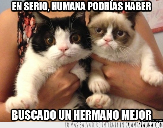 Gato Gruñón,Hermano,Grumpy Cat,humana