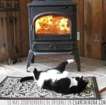 gato,chimenea,espatarrado,calentito,envidia,fuego,estufa
