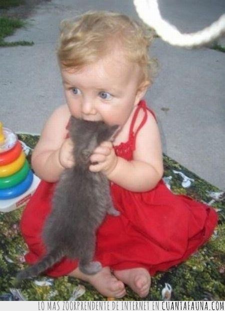 vestido rojo,niña,juguete,gato,esto se come?,gatito,cachorro