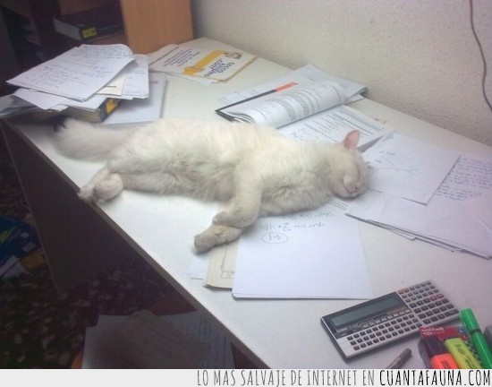 estudiar,escritorio,dormir,duermiendo,calculadora,marcadores