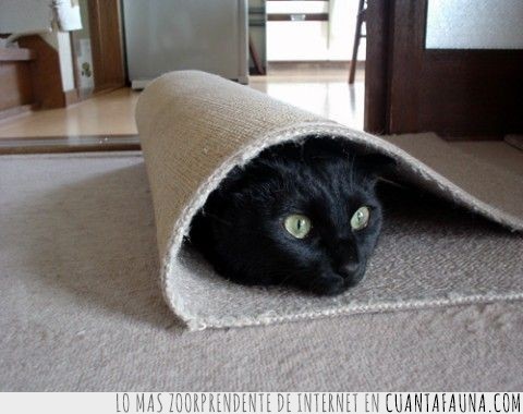 a cubierto,escondido,alfombra,gato,escondite