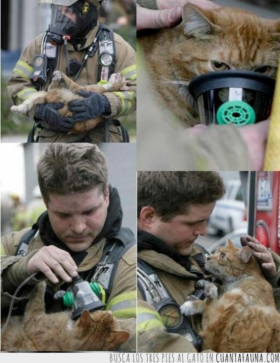oxigeno,bombero,gato,salvado,vida