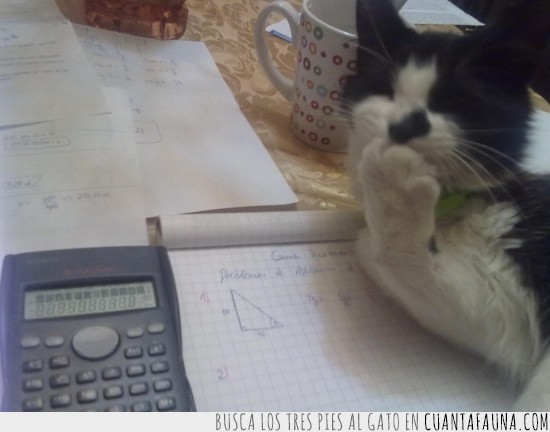 apuntes,calculadora,gato,estudio,travieso