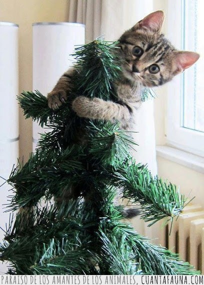 gato,árbol,navidad,cima,estrella,abeto,escalar