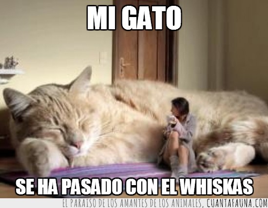 gigante,puerta,gato,gordo,whiskas