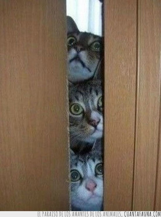 gatos,ojo,mirar,puerta,hermanos,rendija,espiar