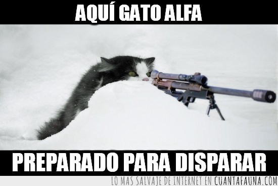 sniper,francotirador,gato,rifle,asesino,gato alfa
