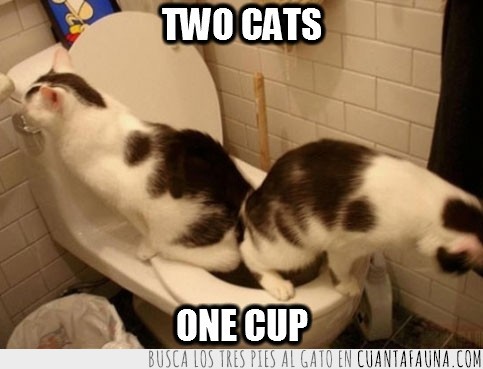 two cats,one cup,taza,vater,retrete,cagar,caca,lavabo