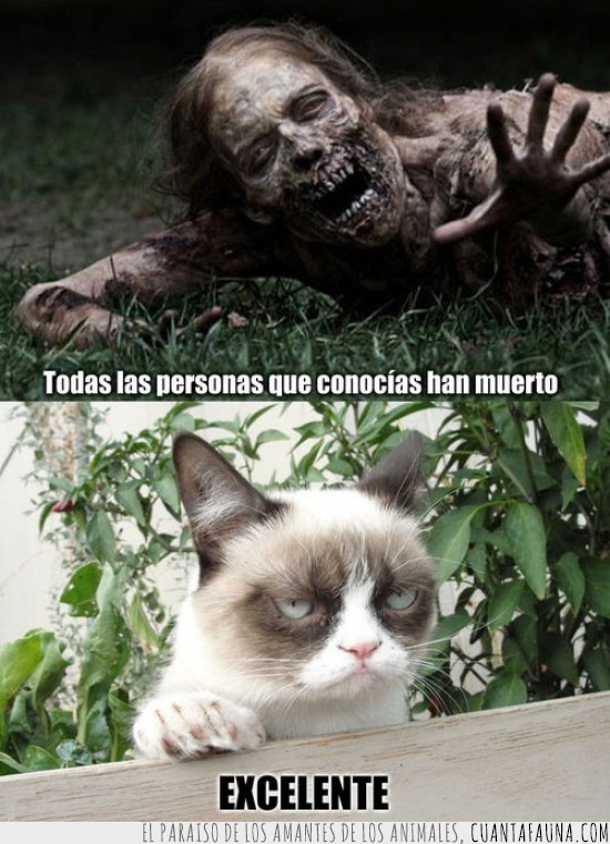 the walking dead,gato gruñon,tard,grumpy cat,exelente,gato,zombies,zombis