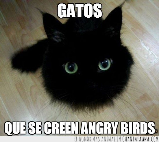 angry cats,creer,gato,negro,bola de pelos,angry birds