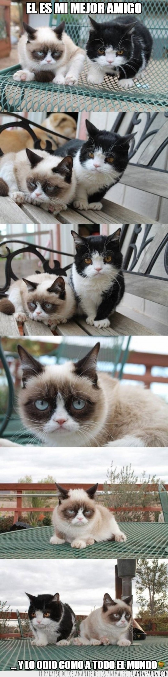 gato gruñon,tard,grumpy cat y su amigo,odio