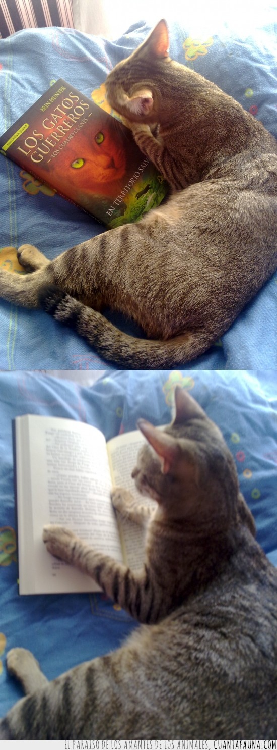 libro,guerrero,gato,los gatos guerreros,leer,cama,tumbado