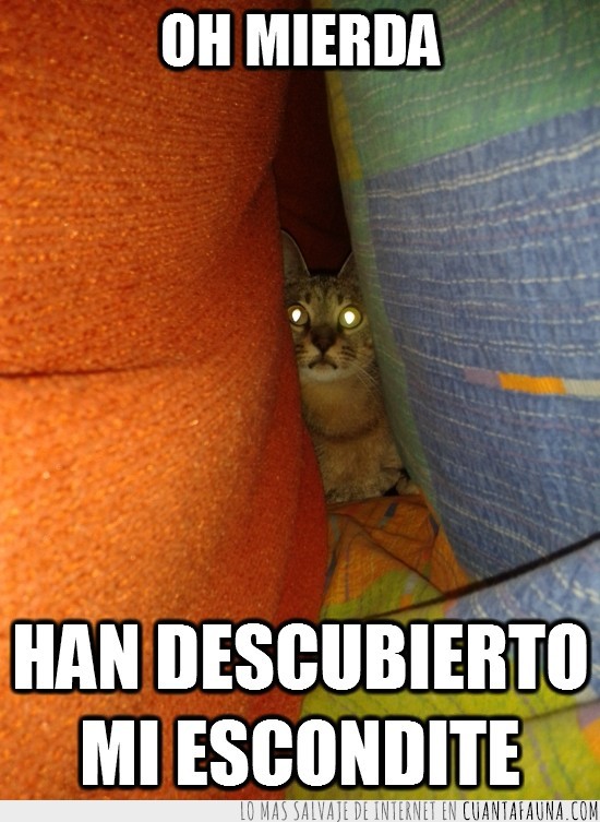 escondite,mantas,sofa,gato,escondido