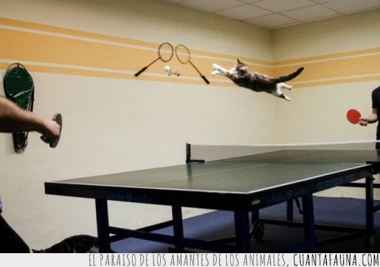tenis de mesa,pelota,gato,ping pong,atrapar,interrumpir