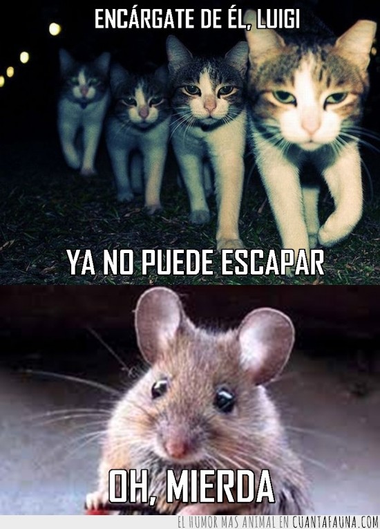 ratón,LOL,mafia,Gato,oh mierda,rata