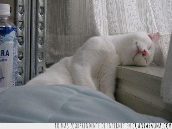 cortina,poyete,alfeizar,gato,siesta,dormir,ventana