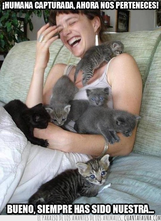 capturada,humana,sofa,Gatos,gato,chica,joven