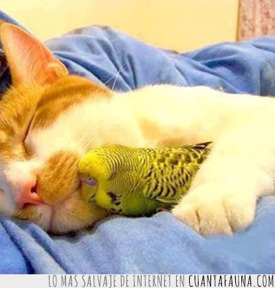 dormir,amor,periquito,gato,pájaro,querer,diferente