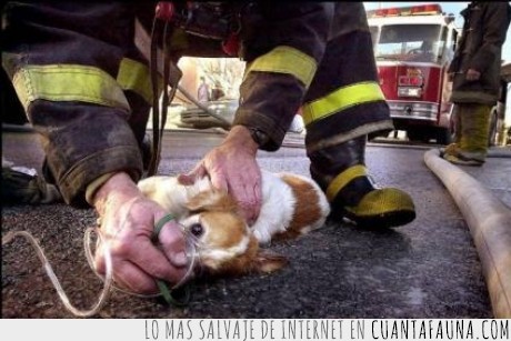 perrito,perro,oxigeno,salva,bombero