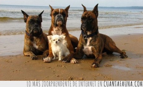 playa,boxer,grande,chihuahua,perro