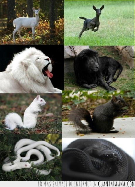leon,ardilla,serpiente,Albinismo,Melanismo,genética,animales,blanco,negro