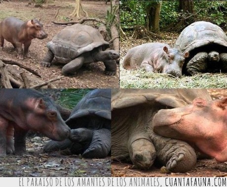 crece,animal,amigo,hipopotamo,tortuga