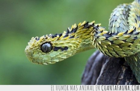 16328 - ATHERIS HISPIDA - La serpiente con escamas que parecen hojas
