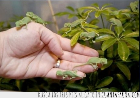 camaleón,bebe,cria,pequeño,mini,hoja,verde,mano