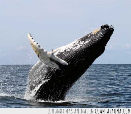 naturaleza,ballena,longevidad,océano