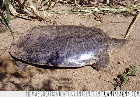 18039 - Y ESTO, AMIGOS MÍOS - Es una tortuga sin caparazón