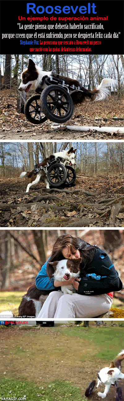 perro,animal,superación,vivir,ruedas,andar,silla de ruedas